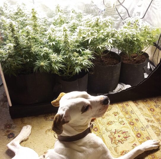 75a7a8ae-aae0-4d82-9363-3c98f4b60291