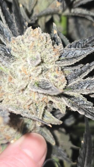 ca34219e-c493-4cfc-84b7-5aad627ce3a6