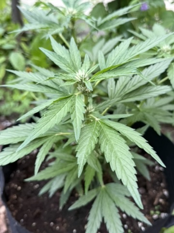 29055E58-3703-4494-A61F-A5BBB0C20BCE_4_5005_c