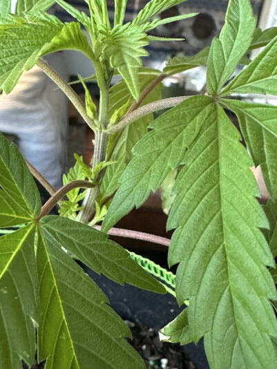 96CF5589-67CC-4AE7-9E0E-DE4B1E08AA57