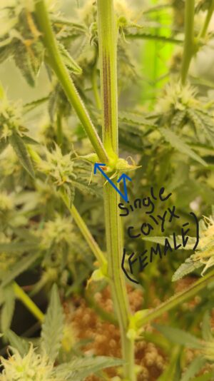 IMG_20250508_094543426