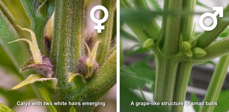 female-signs-vs-male-signs-in-a-cannabis-plant
