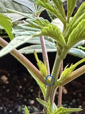 6BB2DDF6-225C-475A-A1A0-EB68E51A608B-675x900