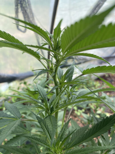 F4C292CF-5910-4EB2-8D4D-1EF3EF733F63