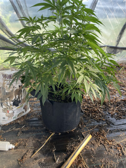 D87BB3CA-2C1E-438D-ADDA-2781B697DE3C