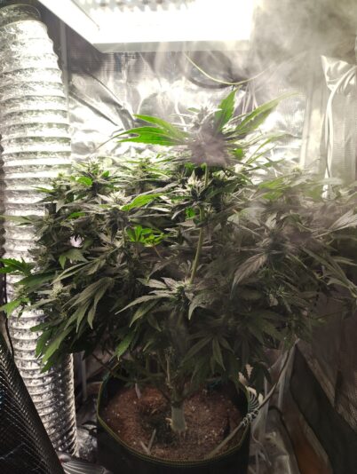 010071ae-aa29-4a32-aa68-cdddb8265e69