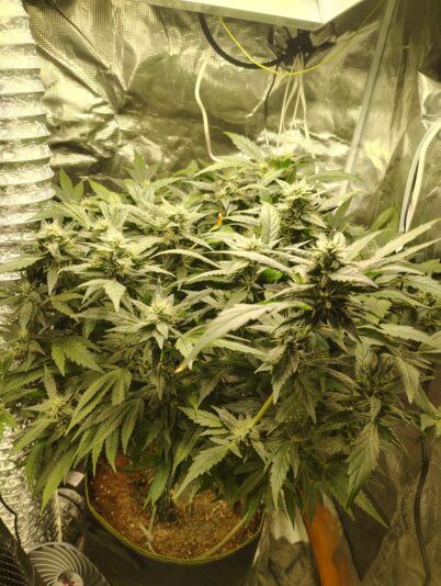 2da6d0d4-7f0d-4d3d-8606-b58752494df5