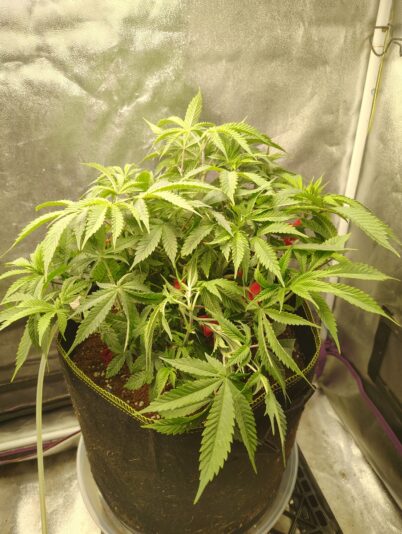 a0a6901b-c0bf-4dc0-a86a-9d47ba3cbf9d