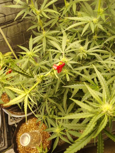 bbcf420b-1b90-4f32-8eb3-d83e85c65548