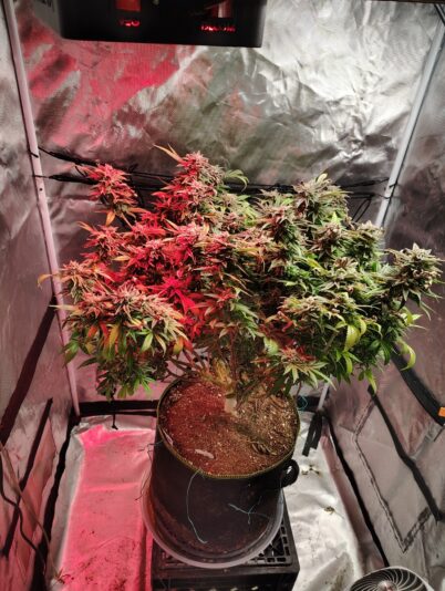 6592db84-94d7-4249-a932-c835300fd3b2