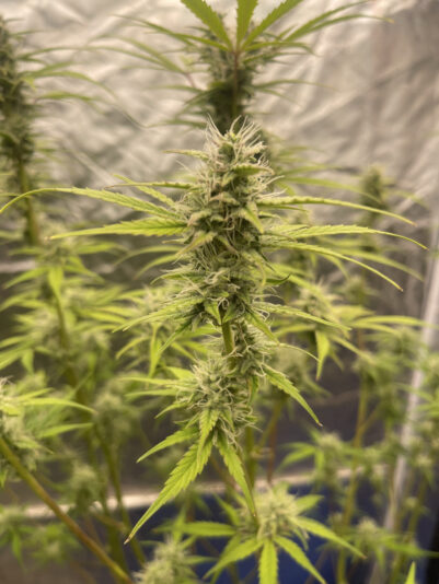 B9E9039B-E556-4AC7-9263-699EAA725A95