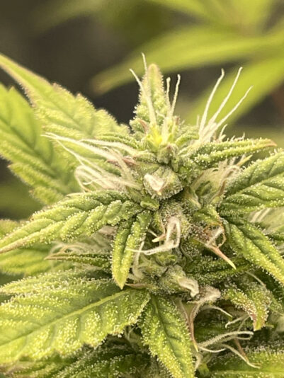 CFBF601D-AFE0-438E-8E43-910524E3CFB9