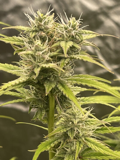 F3761AD0-03F6-431F-95D6-5E7ECE4FC4A9