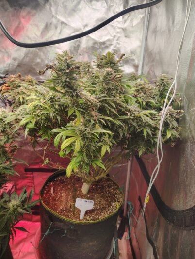 1904dfff-1701-46c3-9276-3a916c5a79eb