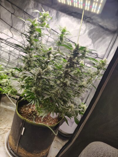 1c9a1987-63bf-4a01-8733-031c824d2543