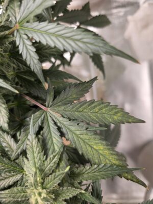 3665d295-7172-4d52-b67e-6b81ec04f942