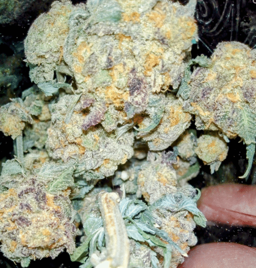 Screenshot_20250403-113608~2