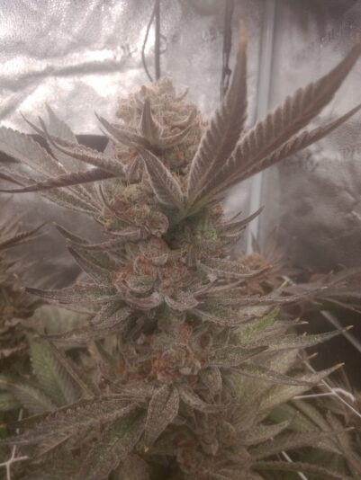 12649dbe-4f4f-4d1c-a37a-c54cbcfb011d