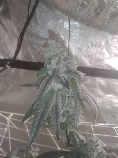 e0bbfee1-bcf6-4ae2-a998-cd6162189d80