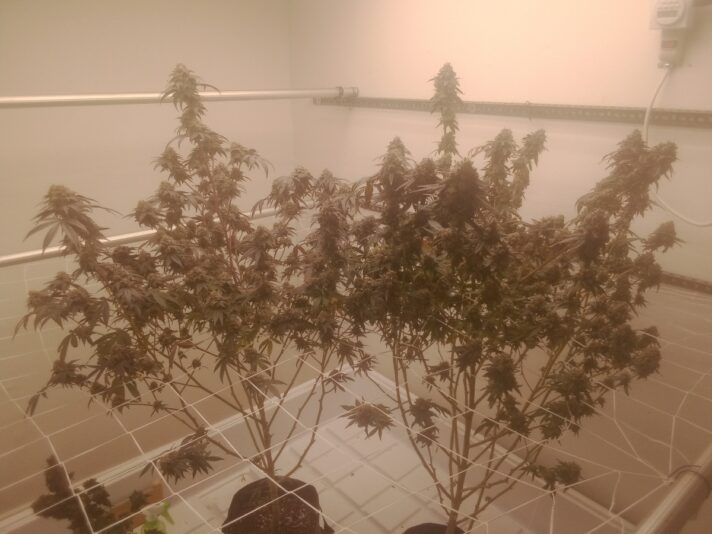 f820da53-6b65-4dff-bd15-19a0b8f0367a