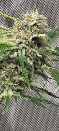 56c8be5f-7f50-4f72-9e2c-0571ac7cbc93