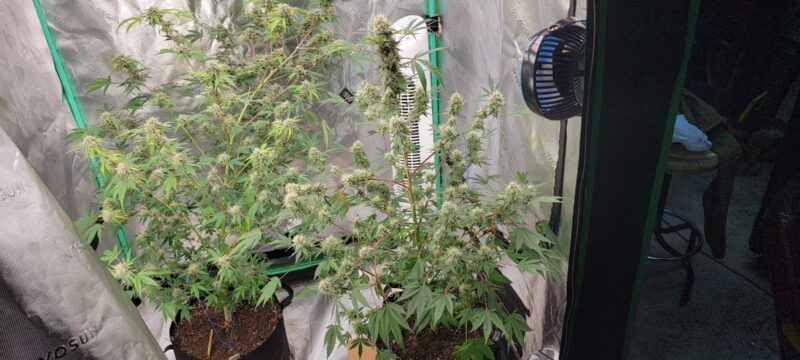 e409e69e-be03-4a8c-8a37-9a219c807e9b