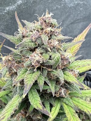 76913971063__4786477C-0C56-4FD7-BD4D-58C2FE5C6A4F