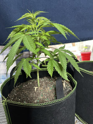 9BA3C040-4F91-4766-BDE4-A471F81623BF