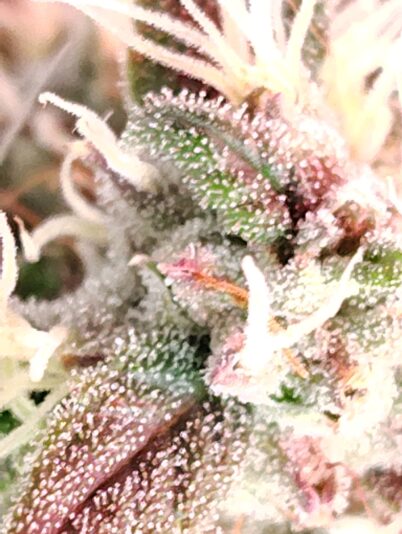 0e439215-fc89-4c3d-a736-03da37f94ba7