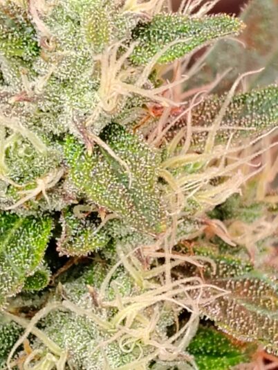 668d006f-67bb-48ec-b553-99cd3e77b3bd