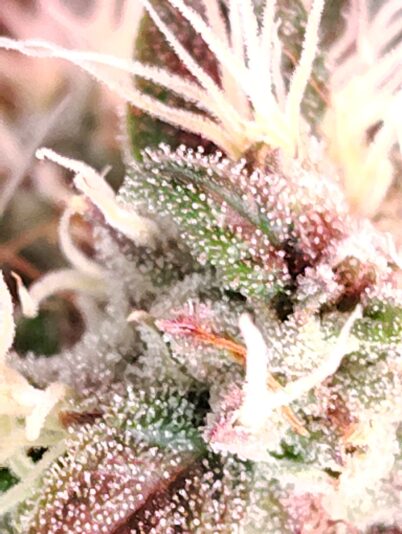 5be153c0-8c25-4e11-942a-4efdd6409018