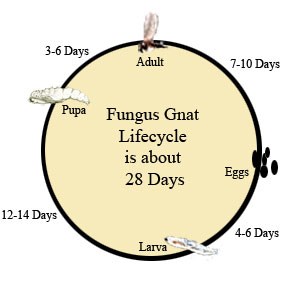 fungus gnat life cycle