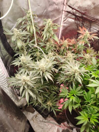 9c19d2a0-1512-4557-a798-9babf6061ecc