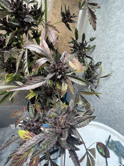 208F3A4B-EEAA-4E2F-89D7-F760E2C4C967