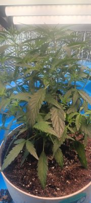 dd80e53b-f713-43ae-8306-b257448e03f2