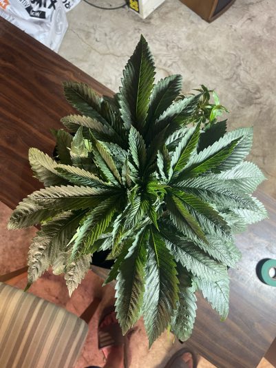 E471C449-7430-4FF7-9721-BC2BEE2F3451