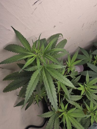 4a4d7b20-6672-4c64-b74b-3f3b5d38cc82