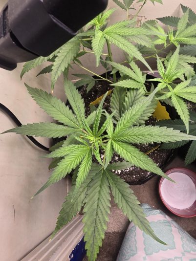 4f816a5d-0df0-4fb1-803e-54d77f4cf43d