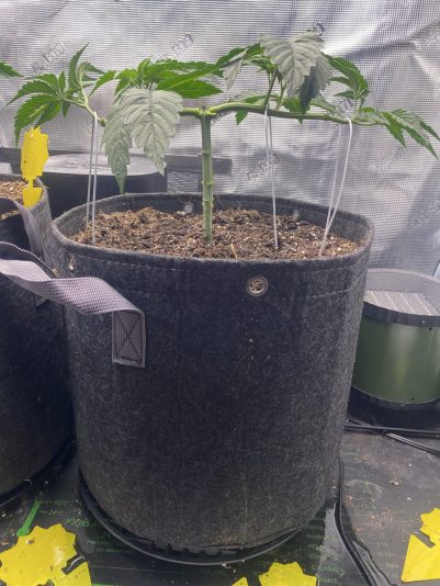 DA75097C-173E-4C23-A116-B2F056575B98