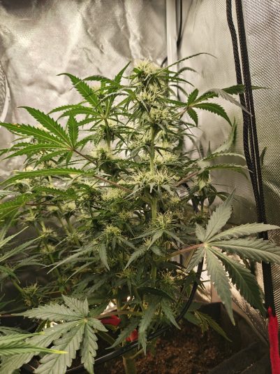 c766b2f7-8981-4880-89d0-0f23f33f1e41