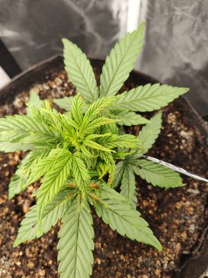 a1f68a4c-e14b-467c-a237-6cf1e2850db8