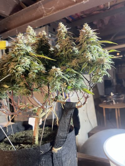 F211A895-8855-4302-9E36-C3DF010D32EF