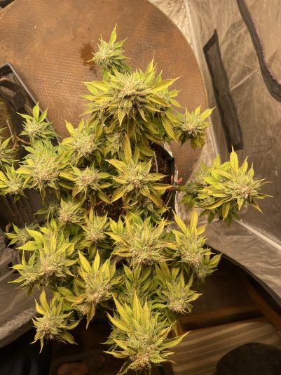 F497B37B-827D-4E90-AF5C-FD96F4AA60B5