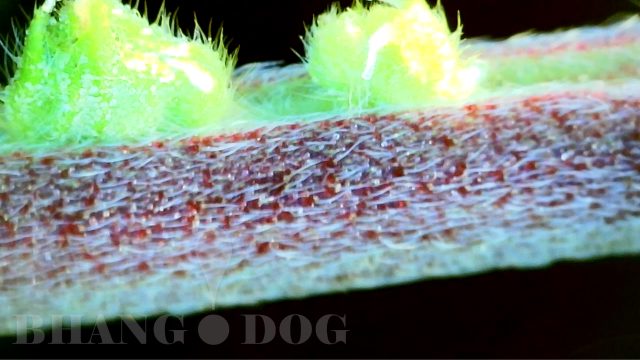 2ndCityDiesel.pistillate-calyx-on-petiole