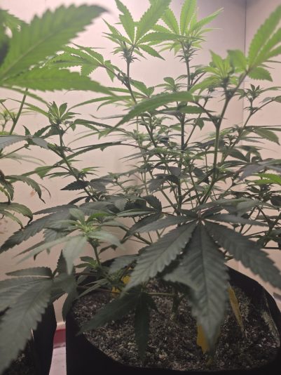 a31686ac-762e-47e5-8a93-04a31f4af9f3