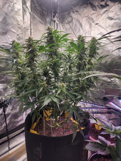 577ceee9-4feb-4175-b9ed-e3a81986b5cb