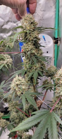 628ec8a8-75ea-4752-8345-dba90719cfb1