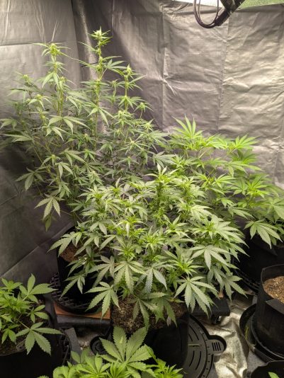 4c7a1e71-d0c8-49d9-a4dd-d35e64afc389