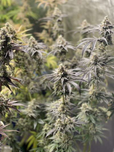 7951E4DE-B447-4DD3-AC0F-CCDFC15D3F1A