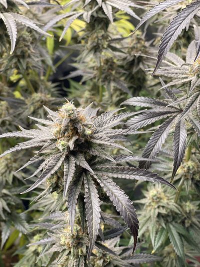 4B2FC66A-A02B-4856-95C7-FE2D3C8953B1